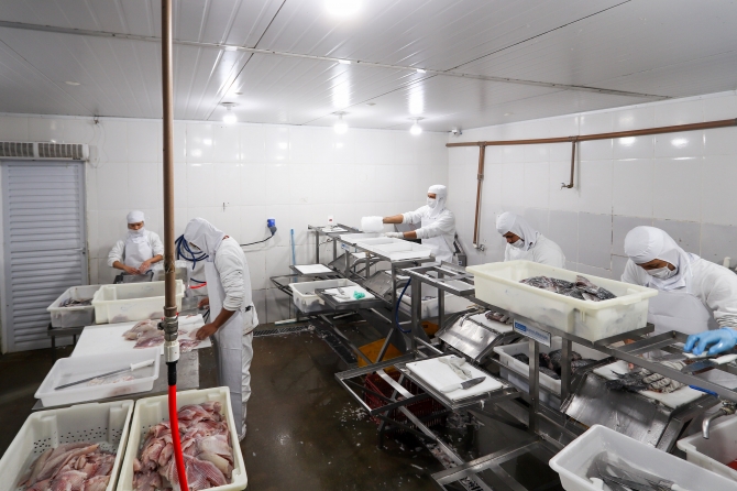 Com tilápia em alta, exportação paranaense de pescados cresceu 20% no 1º semestre